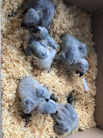african grey parrots and fertile eggs for sale