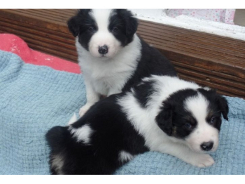 Piękny border collie Numer WhatsApp: +32 460224753. szczenięta, szczenięta są od urodzenia odrobaczone, dodatkowo zaczipowane i posiadają pełne badani